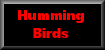 Humming Birds * Time: 5 min 5 sec