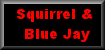 Squirrel and Blue Jay * Time:10 minutes and 12 seconds